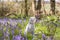 Wheaten Terrier sitting in a green meadow surrounded by purple flowers, looking around.