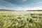 Wheatfield blowing in the wind