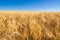 Wheatfield with blue sky in Valensole in Summer. Alpes de Hautes Provence, Alps, France