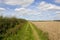 Wheatfield and bridleway