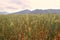 Wheatfield, dirtroad and blue mountains in the background.