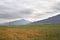 Wheatfield, dirtroad and blue mountains in the background.