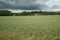 Wheatfield in France