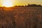 Wheatfield of gold color in evening sunset