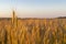 Wheatfield of gold color in evening sunset