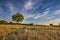 Wheatfield after harvest