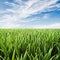 Wheatfield - juicy green grass with dew drops agai