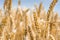 Wheatfield and sky