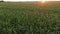 wheatfield sunrise pictures