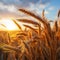 Wheatfield during sunset. Ears of golden wheat close up. Rich harvest Concept. Spikes of wheat in the field at sunrise. Ready to