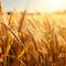 Wheatfield during sunset. Ears of golden wheat close up. Rich harvest Concept. Spikes of wheat in the field at sunrise. Ready to