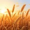 Wheatfield during sunset illustration. Ears of golden wheat close up art. Rich harvest Concept. Spikes of wheat in the field at