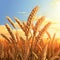 Wheatfield during sunset illustration. Ears of golden wheat close up art. Rich harvest Concept. Spikes of wheat in the field at