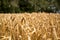 Wheatfields on farmland close up with out of focus elements