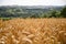 Wheatfields on farmland close up with out of focus elements