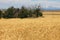 Wheatfields with Mt Adams in the background