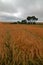 Wheatfields at St Margarets at Cliffes near the White Cliffs of Dover in Great Britain