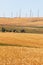 Wheatfields and Windfarms