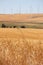 Wheatfields and Windfarms