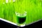 Wheatgrass