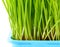 Wheatgrass close up