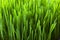 Wheatgrass close-up