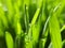 Wheatgrass -closeup