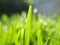 Wheatgrass -closeup