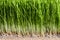 Wheatgrass details of the Roots, Seeds and Healthy Mature Sprout