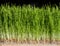 Wheatgrass details of the Roots, Seeds and Healthy Mature Sprout