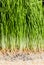 Wheatgrass details of the Roots, Seeds and Healthy Mature Sprout