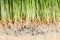 Wheatgrass details of the Roots, Seeds and Healthy Mature Sprout