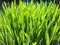 Wheatgrass and dew -closeup