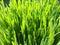 Wheatgrass and dew -closeup