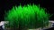 Wheatgrass germinates for squeezing out juice, time-lapse