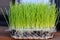 Wheatgrass growing