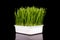 Wheatgrass isolated on the dark background