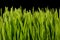Wheatgrass isolated on the dark background