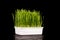 Wheatgrass isolated on the dark background