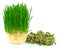 Wheatgrass juice with green radish