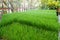 Wheatgrass in the planting tray