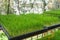 Wheatgrass in the planting tray.