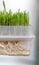 Wheatgrass with roots in the container, closeup