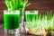 Wheatgrass shot. Juice from wheat grass. Trend of health
