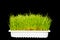 Wheatgrass wheat grass