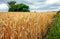 Wheats Macro Detail in Field