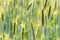 Wheats Plants Detail. Spring Green Wheat