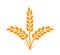 Wheats rye rice ears icons design elements of organic agricultural food. Harvest wheat grain for beer logo, growth rice stalk and