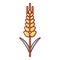 Wheaty wheat icon, cartoon style.