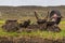 Wheel barrel at peat digging site near Inverasdale, NW Scotland.